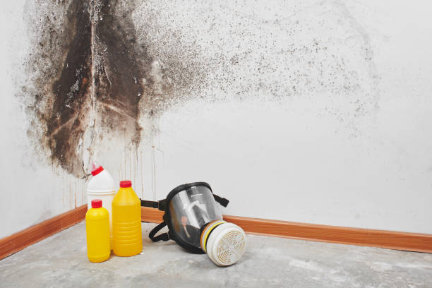 Best Certified Mold Removal  in Gastonia, NC