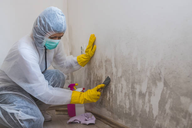 Best Residential Mold Removal  in Gastonia, NC