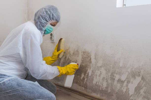 Best Toxic Mold Removal  in Gastonia, NC