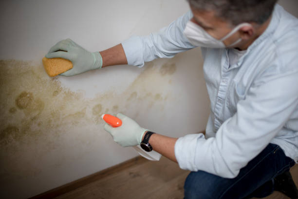Gastonia, NC Mold Removal Company