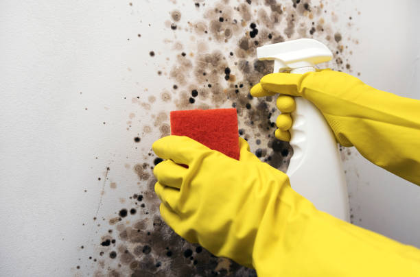 Best Local Mold Removal Service  in Gastonia, NC
