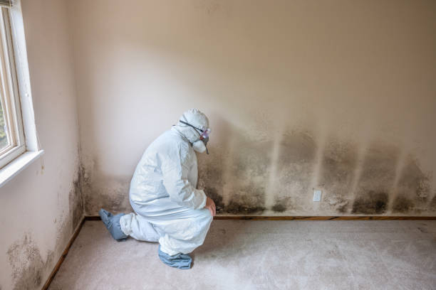 Attic Mold Removal in Gastonia, NC